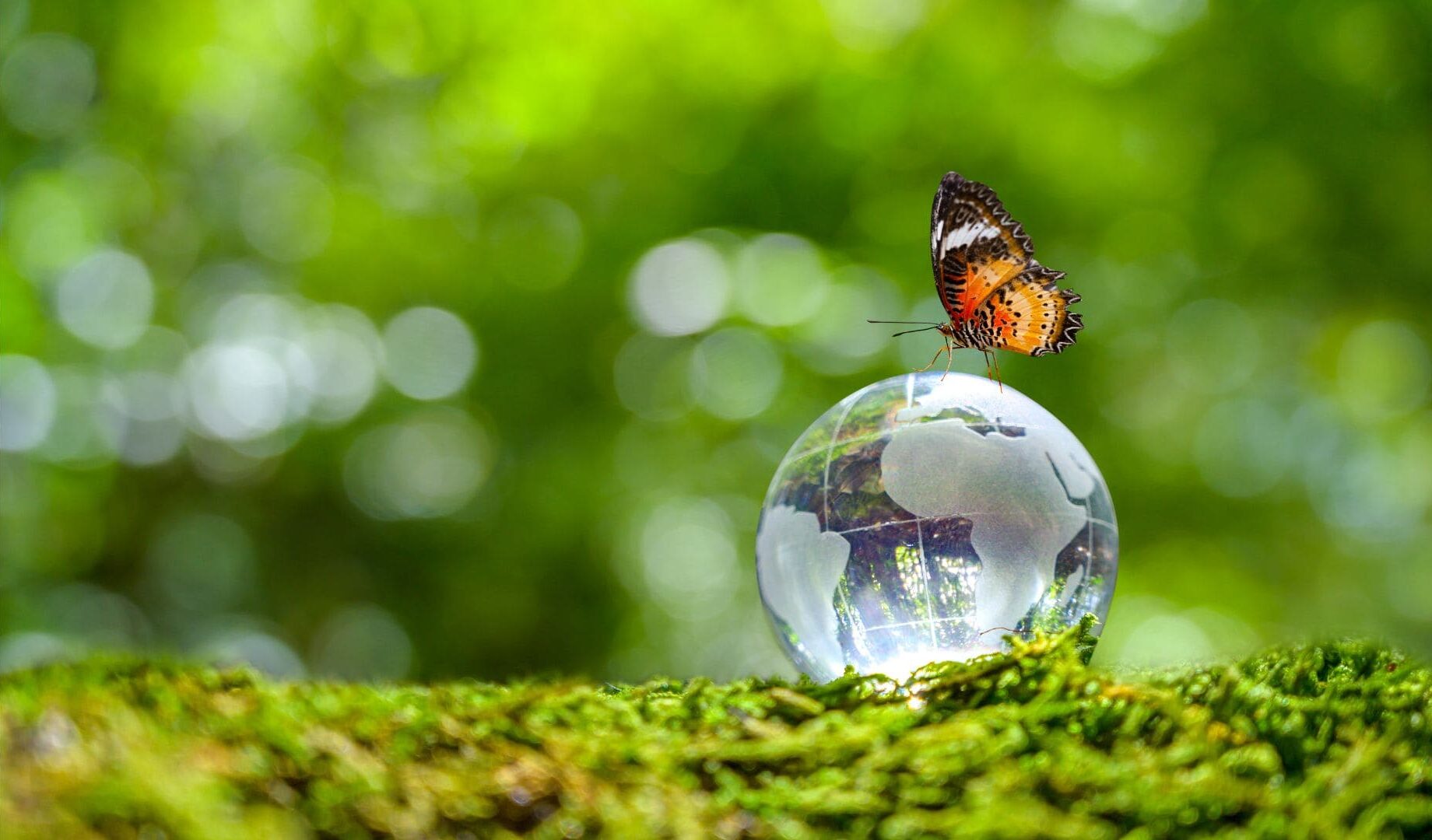 Imagen de una mariposa apoyada en una bola de cristal transparente que representa el globo terráqueo, la cual está apoyada a su vez en un manto de musgo. El fondo de la imagen es un bosque verde distorsionado